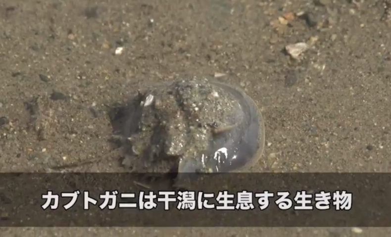 カブトガニが奇跡の復活