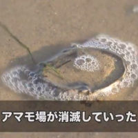 海の生態系を支えるアマモの復活