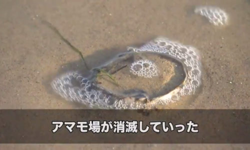 海の生態系を支えるアマモの復活