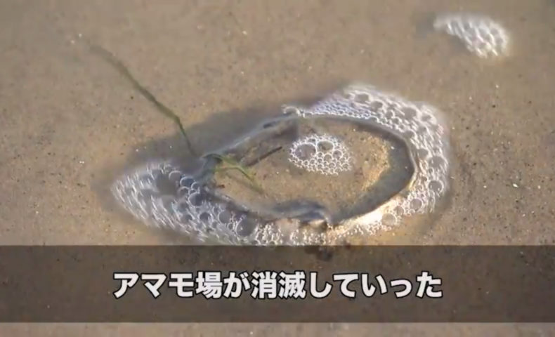 海の生態系を支えるアマモの復活