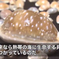 なぜだい？日本海に熱帯貝！？