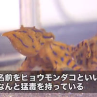 浜名湖に現れた猛毒のタコ