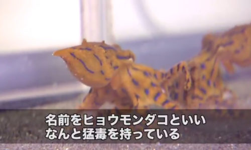 浜名湖に現れた猛毒のタコ