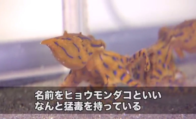 浜名湖に現れた猛毒のタコ